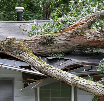 Storm Tossed Tree Impales a House Roof